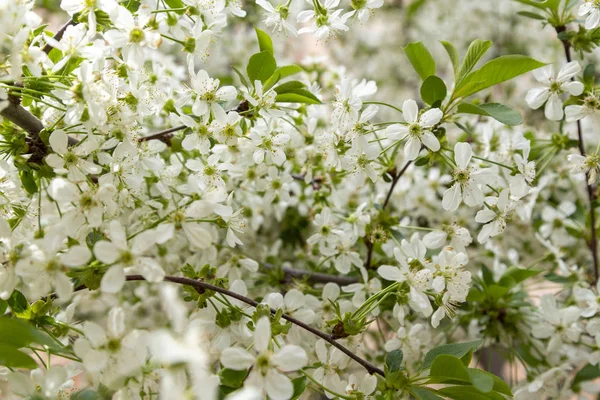 春の花 — ストック写真