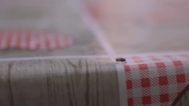 Fly Kitchen Table Close View — Stock Video