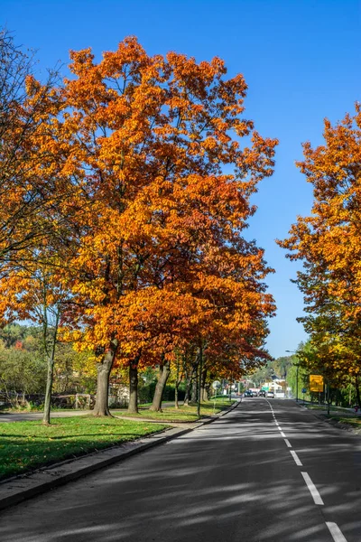 Bir şehirde bir sokakta doğal sonbahar görünümü