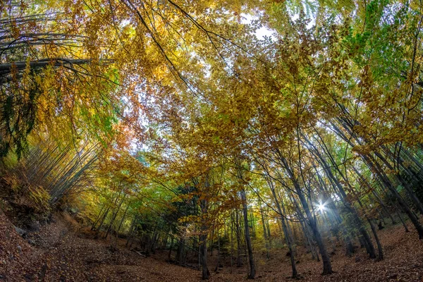 Düşük orman ve güneş ağaçların arasından piercing ufuk üzerinde