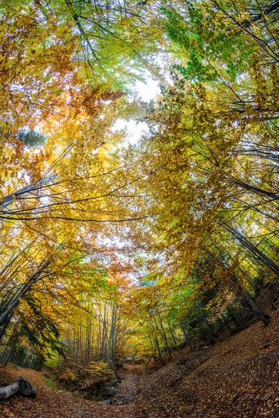 Ormanda sonbahar renkleri