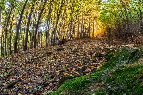 Ormandaki ağaçlar cadde erken sonbahar
