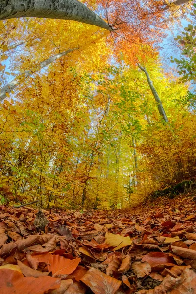 Sonbahar ormanının içinde