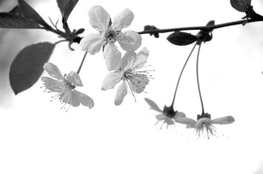 Güneşli bir günde bahar çiçekli kiraz