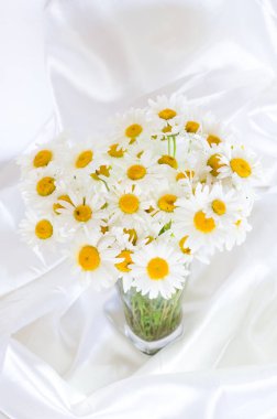 Beyaz arka planda bir buket beyaz papatya