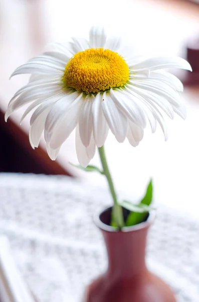 Bouquet Marguerites Blanches Sur Fond Blanc — Photo