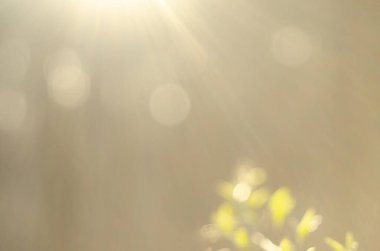 Sokakta güneş ışığında ilkbahar çiçekleri