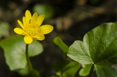 Sokakta güneş ışığında ilkbahar çiçekleri