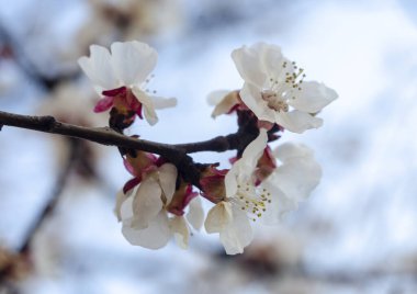 Sabah vakti dallarda kayısı çiçekleri.