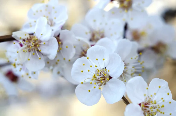 Beautiful Apricot Flowers Branches Morning Light — Stock Photo, Image