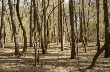 Bahar ormanı kış uykusundan uyanır, ağaçlardaki genç yapraklar