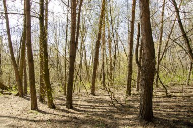Bahar ormanı kış uykusundan uyanır, ağaçlardaki genç yapraklar