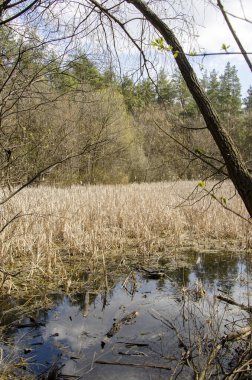 Bahar ormanı kış uykusundan uyanır, ağaçlardaki genç yapraklar