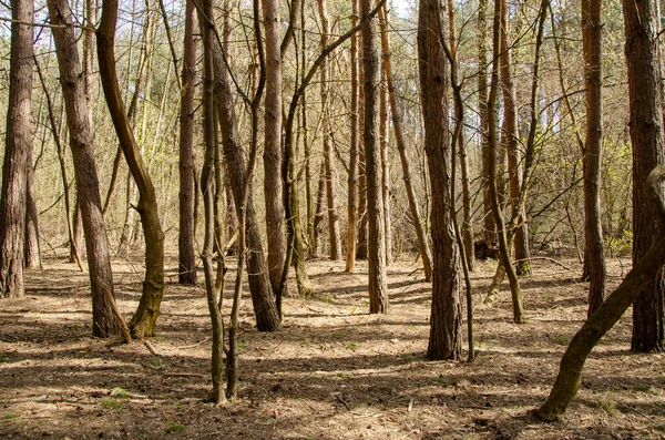 Bahar ormanı kış uykusundan uyanır, ağaçlardaki genç yapraklar