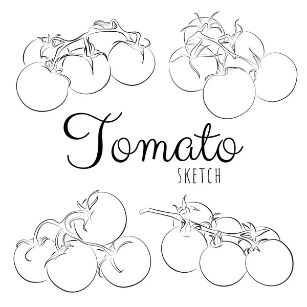 Skiss Med Tomater Vektor Måla Handritad Komposition Med Tomater Tecknad — Stock vektor