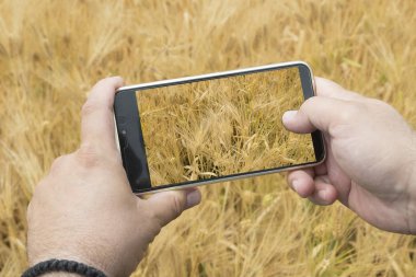 Adam elini alarak fotoğraf olgun buğday kulak cep telefonu ile