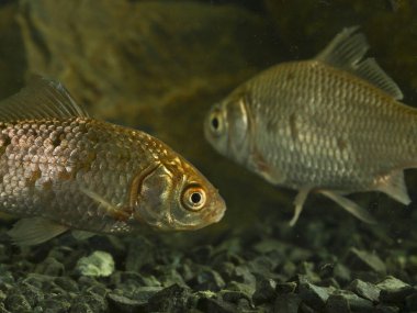 İki Prusya sazan, Carassius gibelio içinde belgili tanımlık tank