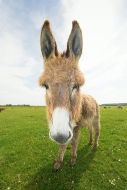 Komik kahverengi eşek 