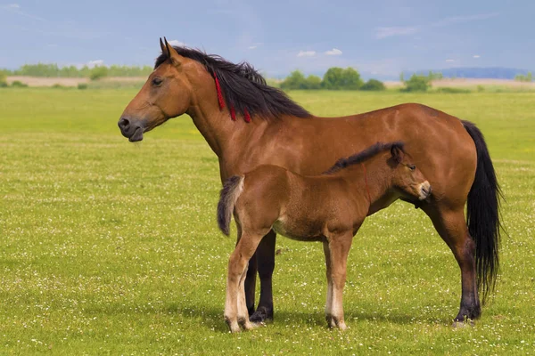 スイバ馬と子馬 — ストック写真