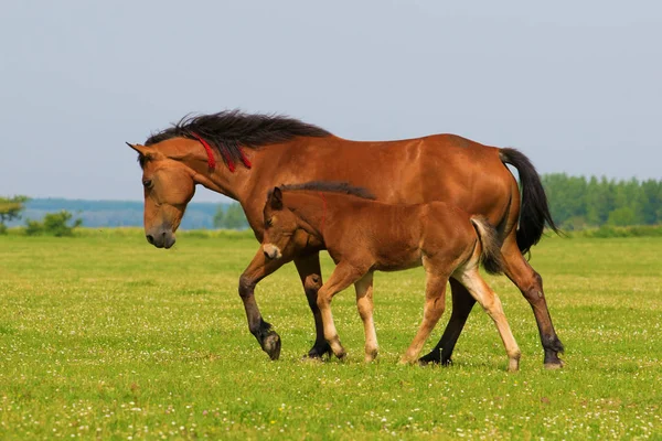 Ängssyra häst och föl trav på ängen — Stockfoto