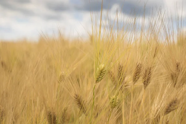 Wheat field, Barley field on sunny day — Stock Photo, Image