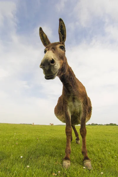 Portrait of funny donkey on the meadow