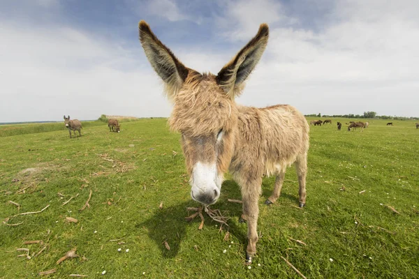 Porträt eines haarigen, lustigen Esels — Stockfoto