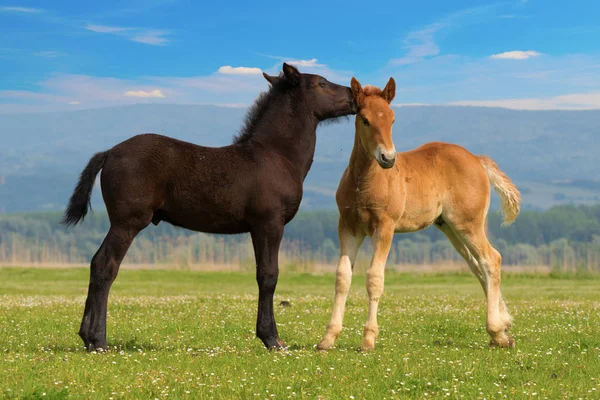 Two cute brown and black foal  is playing — Stock Photo, Image