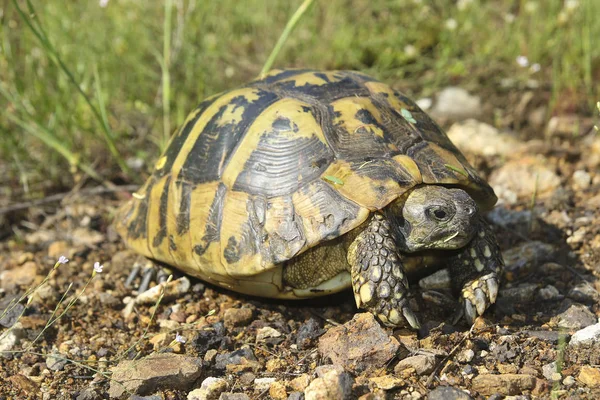 Hermann's tortoise, Testudo hermanni — Stock Photo, Image