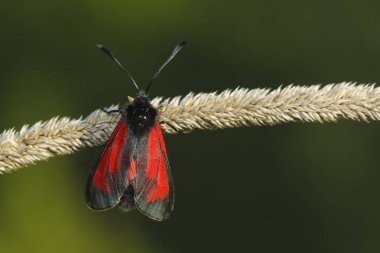  Şeffaf Burnet, Zygaena purpuralis