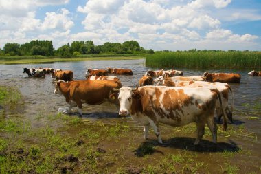 İnek Sürüsü sulama yere
