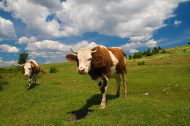 Çayırda otlayan iki inek. 