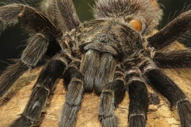 Meksikalı kırmızı kıç tarantula, Brachypelma vagans