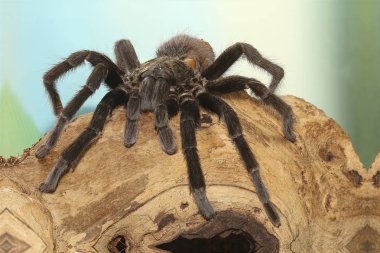 Meksika siyah kadife tarantula dalı