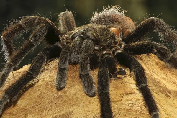 Closeup de tarântula de veludo preto mexicano — Fotografia de Stock