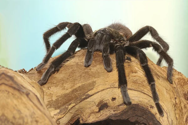Meksikalı kırmızı kıç tarantula, Brachypelma vagans