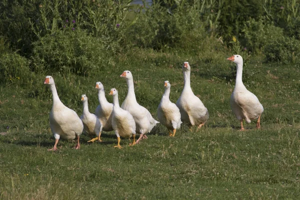 Rebanho de gansos domésticos brancos andando no prado — Fotografia de Stock