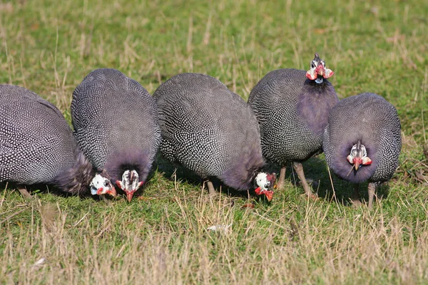 Rebanho de Guineafowl Capacete, Numida meleagris — Fotografia de Stock