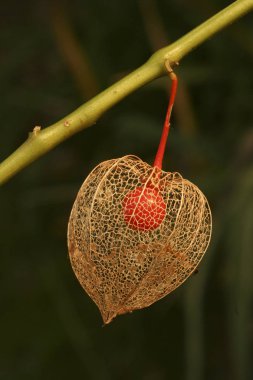Çince fener, physalis alkekeng Bahçe tesisi