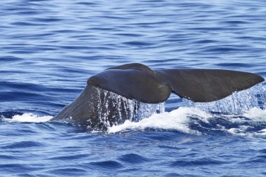 Sperm dalış ve büyük kuyruklu sıçramasına balina