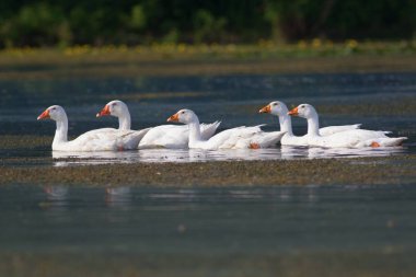 Yüzme havuzun üzerinde beyaz yerli kaz satırı