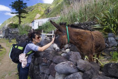 Turist kucaklaşmak eşek Azores, Portekiz