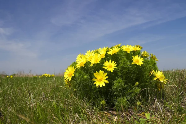 Лечение глаза фазана травы, adonis vernalis — стоковое фото