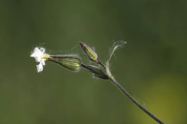 Zbliżenie z dzikiej flowerwhite campion, Silene alba — Zdjęcie stockowe