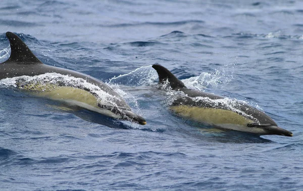 Dois doplhins comuns pulando e salpicando em estado selvagem — Fotografia de Stock