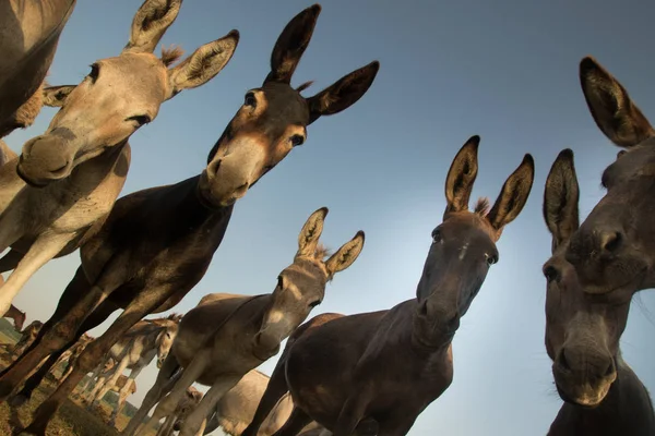 Manada de burros selvagens com rostos engraçados — Fotografia de Stock