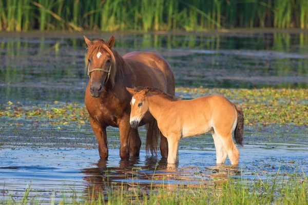 Соррельский конь и жеребенок на болоте — стоковое фото