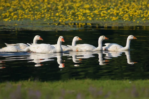 Row of white domestic geese swimming on the pond — Stock Photo, Image