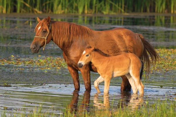 Соррел конь и жеребенок пьют воду на болоте — стоковое фото