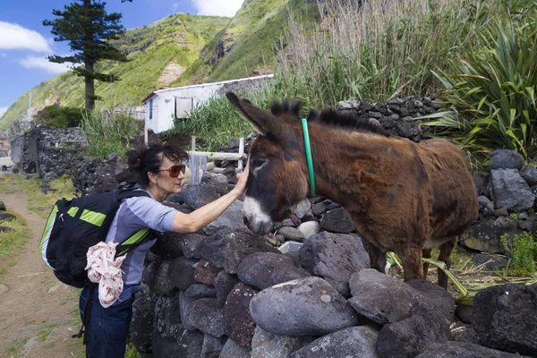 Turist kucaklaşmak eşek Azores, Portekiz